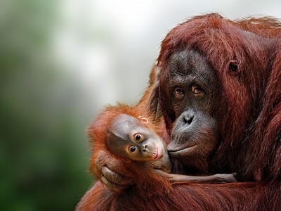 To nejlepší z Bornea + Přírodní Rezervace Orangutanů + Ostrov Mataking