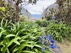 Flóra, Madeira