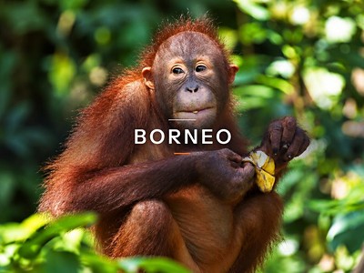 Borneo - orangutani, původní kmen Kelabit a sultanát Brunej