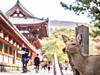 Japonský jelen v parku Nara-koén