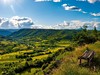 Zelená horská krajina Bosny a Hercegoviny